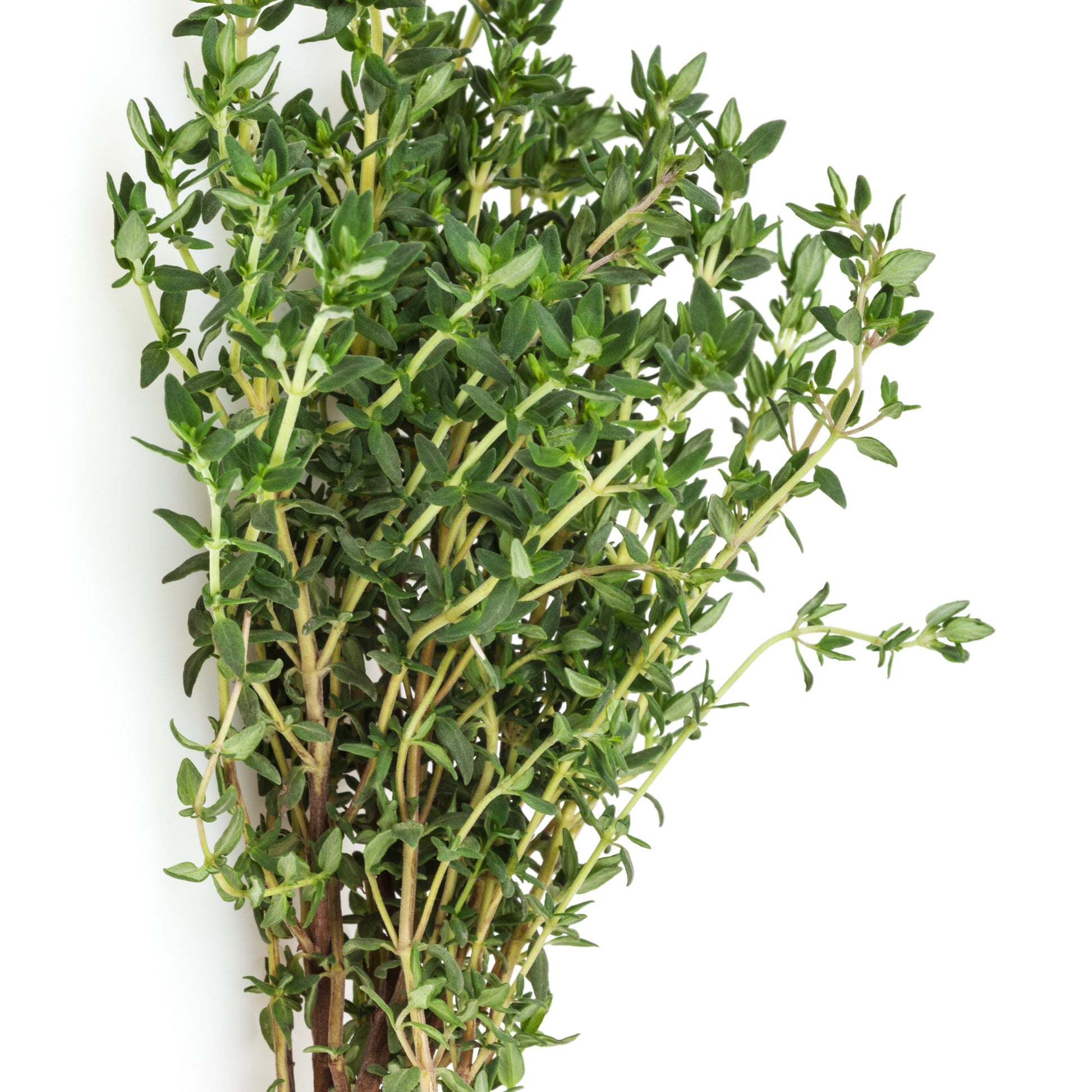 Basilic, ciboulette, persil, thym - Kräuterpflanzen-Kollektion Basilikum, Schnittlauch, Petersilie, Thymian (x4) - Gewürzkräuter
