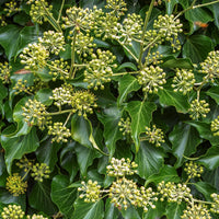 Strauch-Efeu - Hedera helix arborescens - Bakker