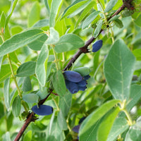 Maibeere 'Borealis' - Lonicera caerulea 'borealis' - Bakker