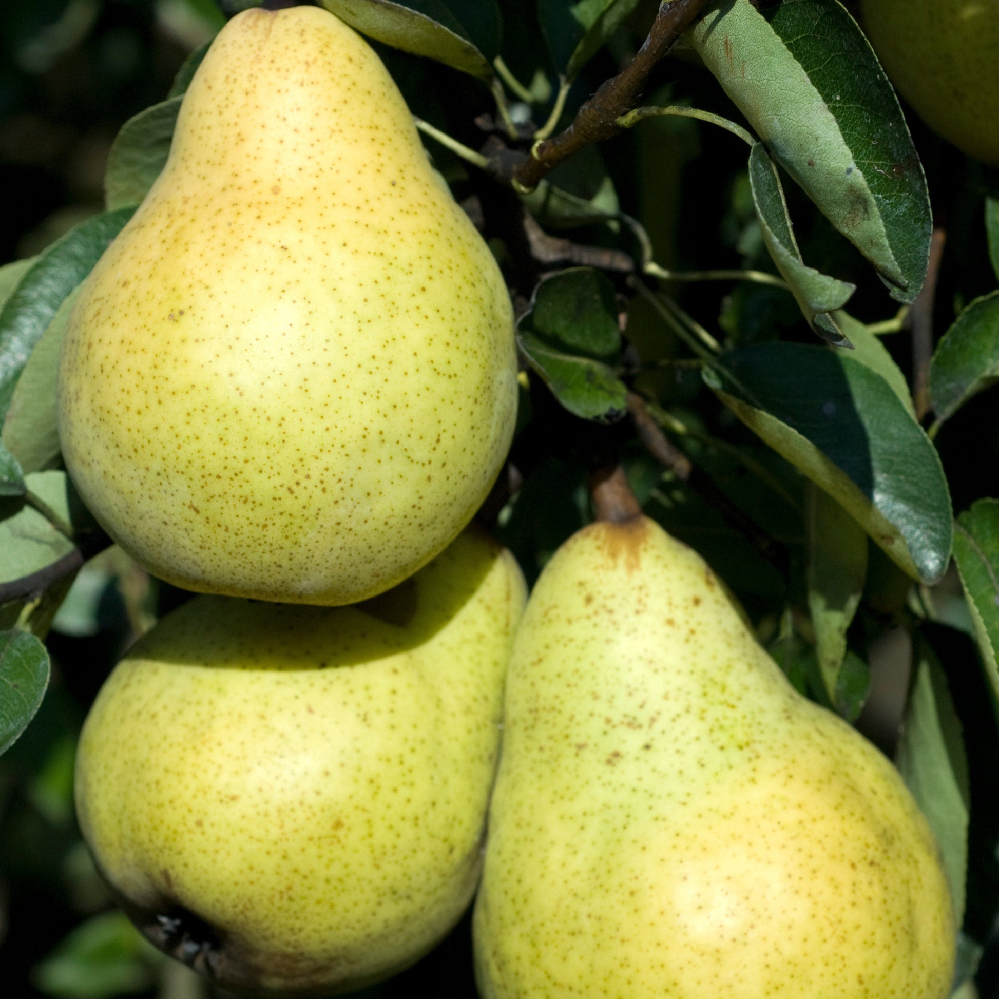Birnen-Kollektion 'Conférence', 'Williams', 'Doyenné du Comice' - Pyrus communis conférence, william's, doyenné du comice - Bakker