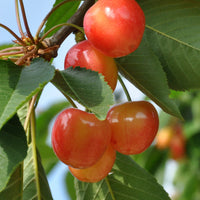 Süßkirschen-Kollektion ‘Napoléon’, ‘Van’, ‘Summit’ (x3) - Prunus avium napoléon, van, summit - Bakker