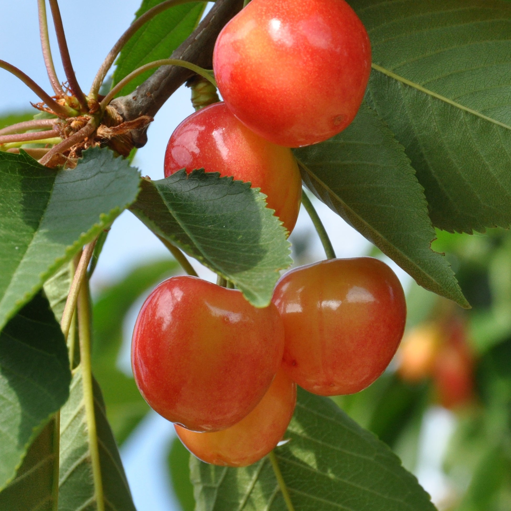 Süßkirschen-Kollektion ‘Napoléon’, ‘Van’, ‘Summit’ (x3) - Prunus avium napoléon, van, summit - Bakker