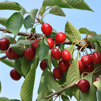Kirschbäume - Süßkirschen-Kollektion ‘Napoléon’, ‘Van’, ‘Summit’ (x3) - Prunus avium napoléon, van, summit