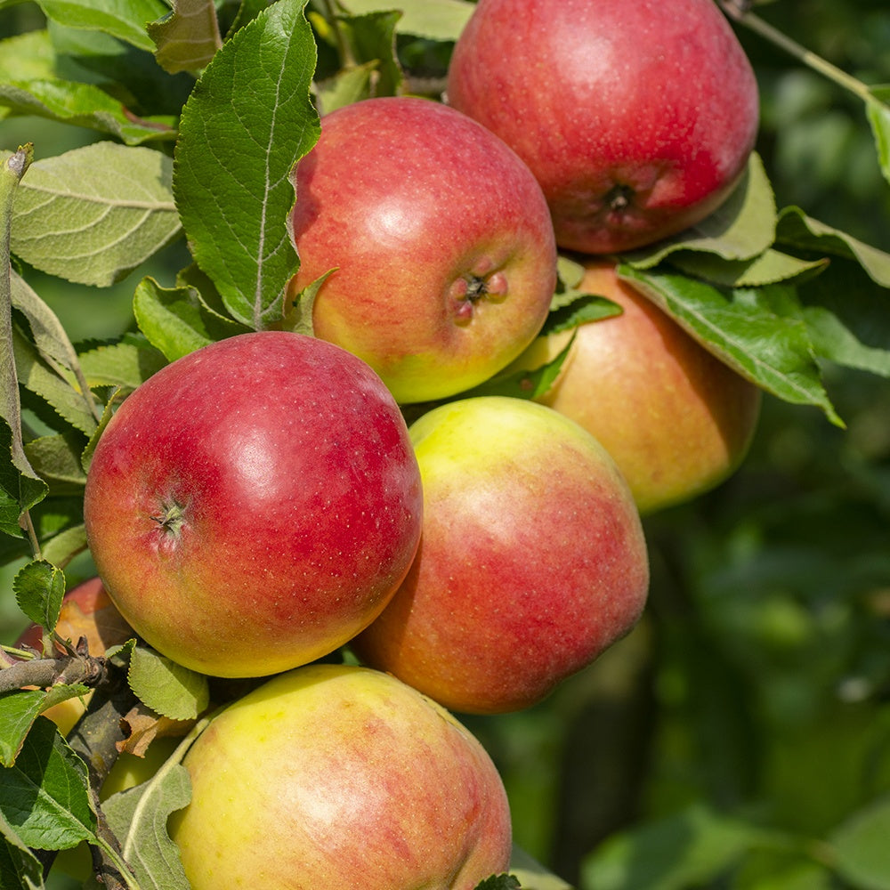 Apfelbaum-Kollektion 'Reine des reinettes', 'Cox's', 'Golden Delicious' - Malus domestica reine de reinettes, cox's, golden delicious - Bakker
