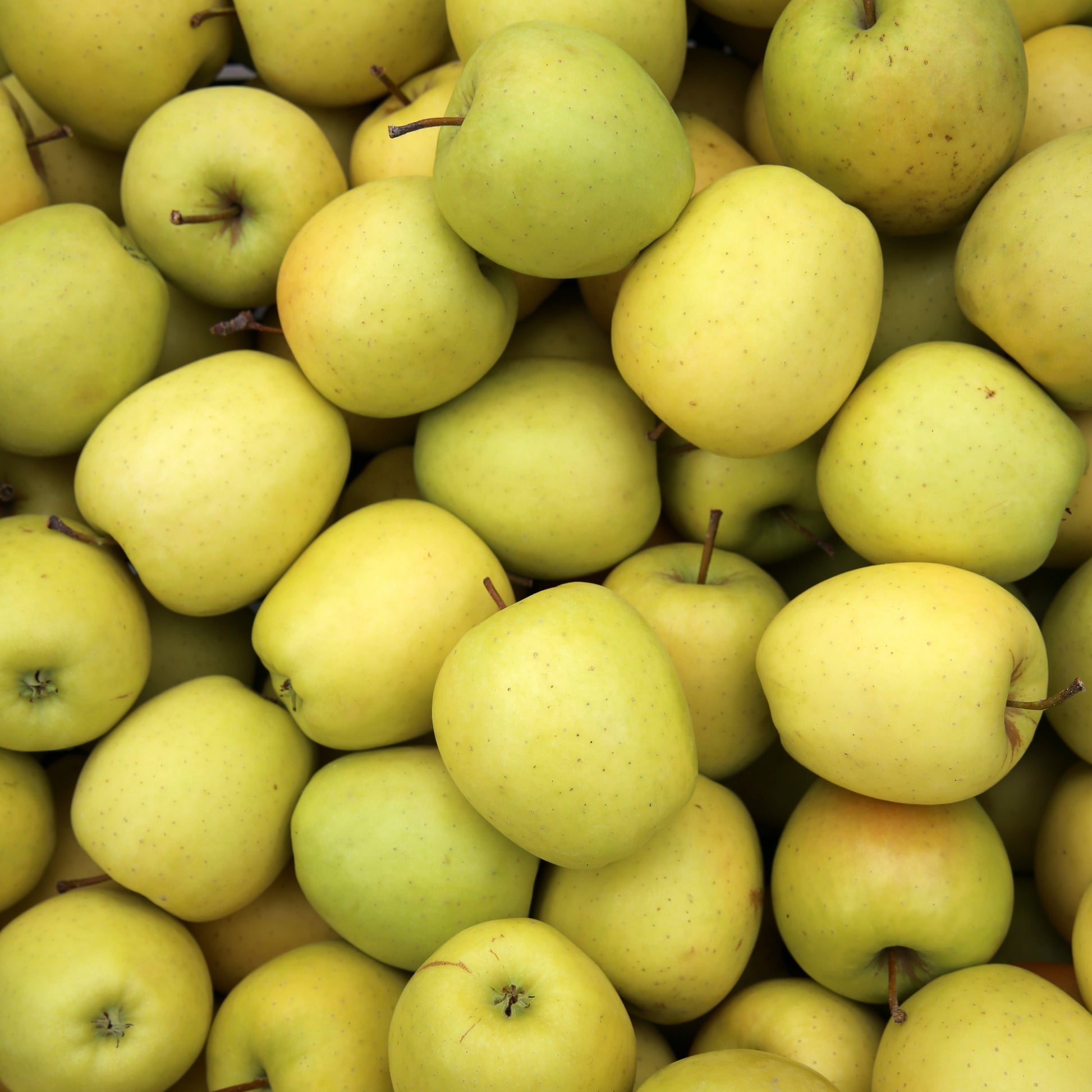 Malus domestica reine de reinettes, cox's, golden delicious - Apfelbaum-Kollektion 'Reine des reinettes', 'Cox's', 'Golden Delicious' - Apfelbäume