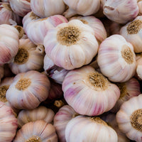 Knoblauch rosa - Bakker