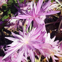 Herbstzeitlose Waterlily - Bakker