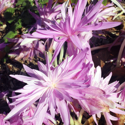 Herbstzeitlose Waterlily - Bakker
