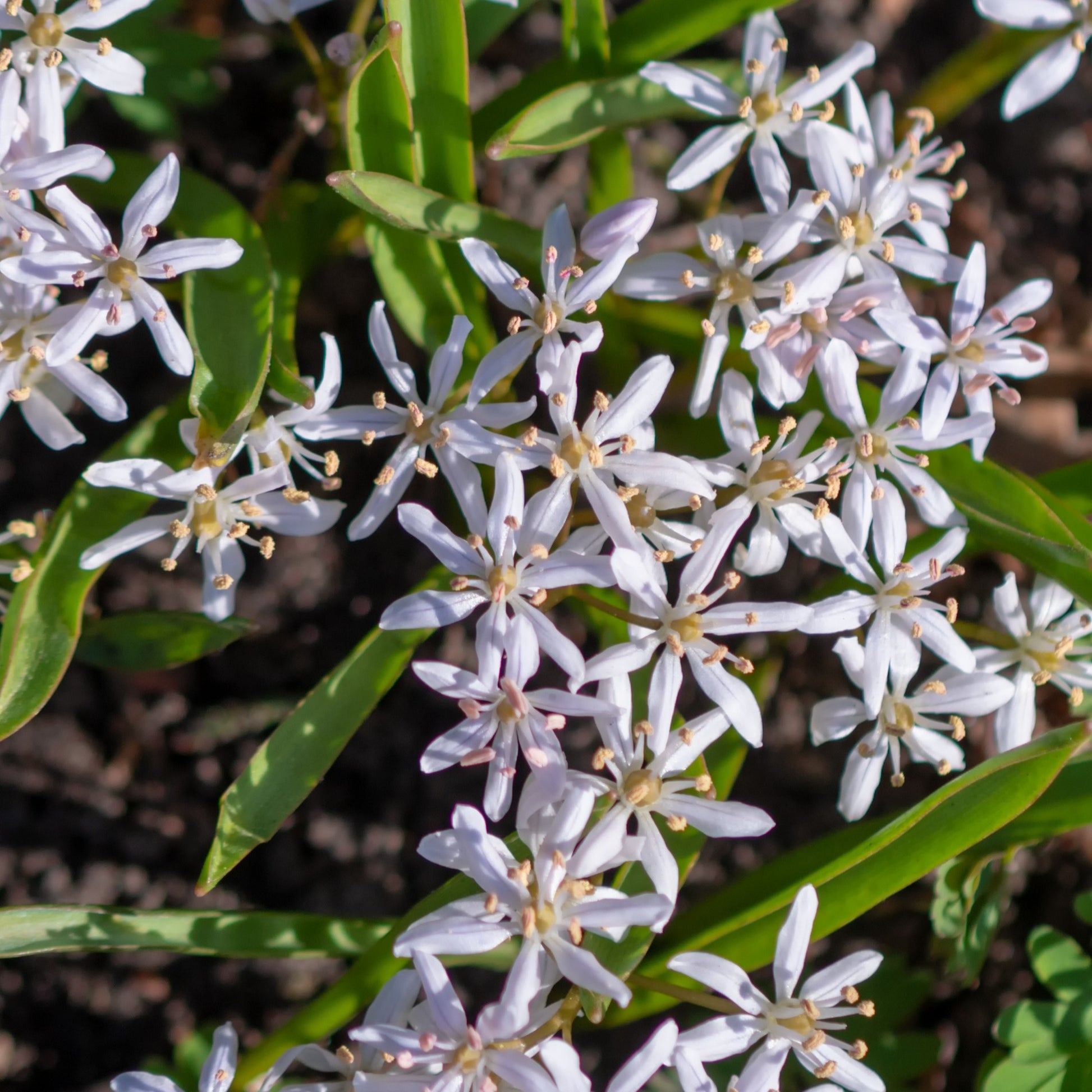 Rosafarbener Zweiblättriger Blaustern (x10) - Scilla bifolia rosea - Bakker