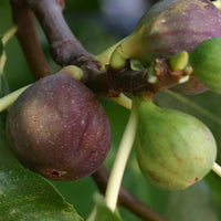 Feigenbaum Violette de Solliès - Ficus carica sollies - Bakker