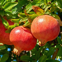 Granatapfel ‘Dente di Leone’ - Punica granatum dente di leone - Bakker