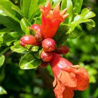 Punica granatum dente di leone - Granatapfel ‘Dente di Leone’ - Granatapfelbaum
