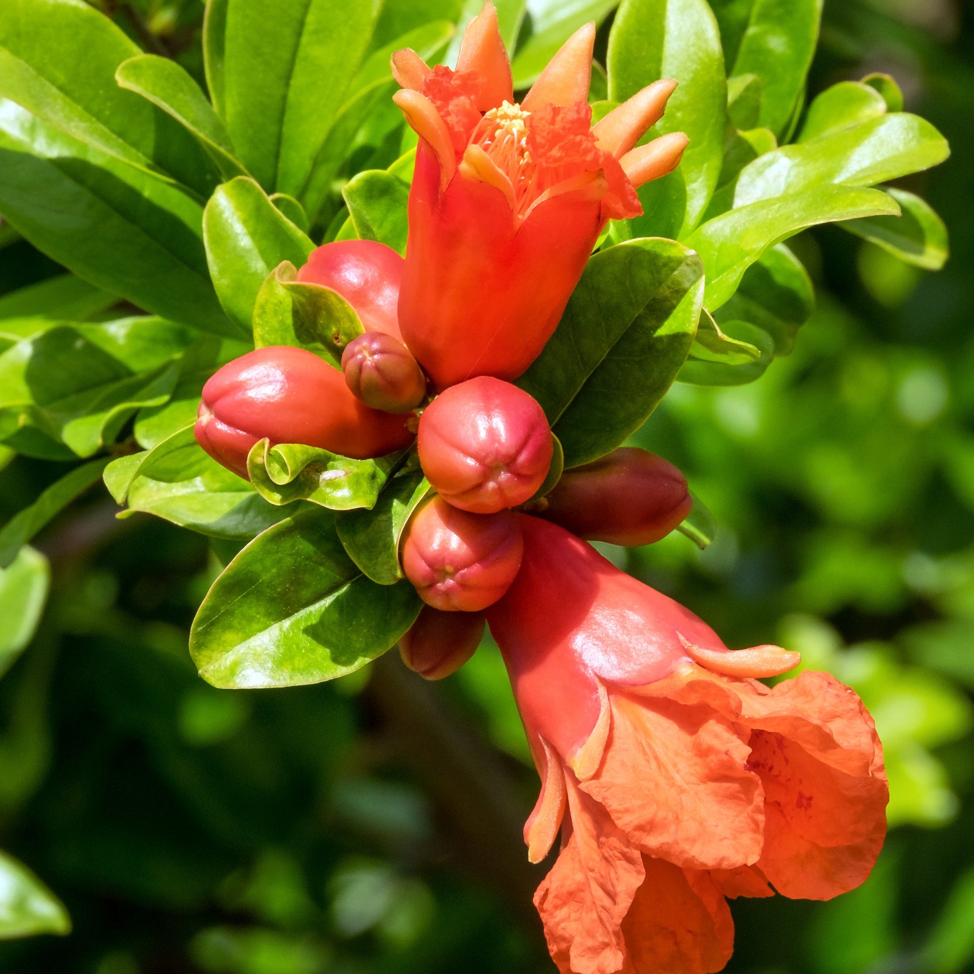 Punica granatum dente di leone - Granatapfel ‘Dente di Leone’ - Granatapfelbaum