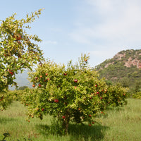 Granatapfelbaum - Granatapfel ‘Dente di Leone’ - Punica granatum dente di leone
