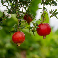 Granatapfel Fina Tendral - Punica granatum fina tendral - Bakker