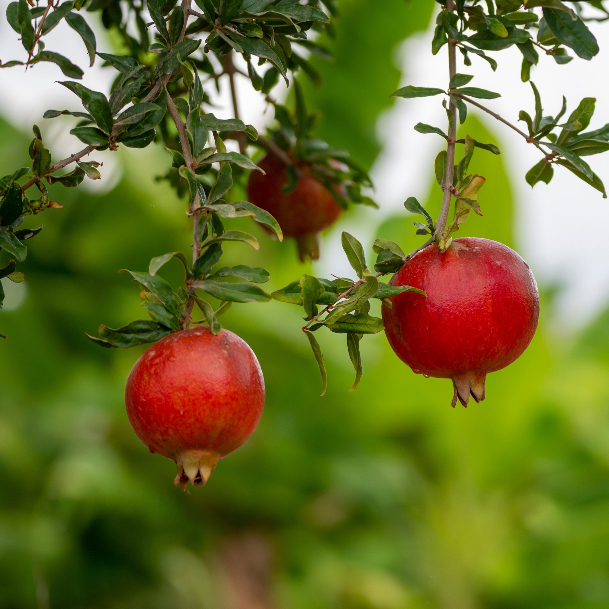 Granatapfel Fina Tendral - Punica granatum fina tendral - Bakker