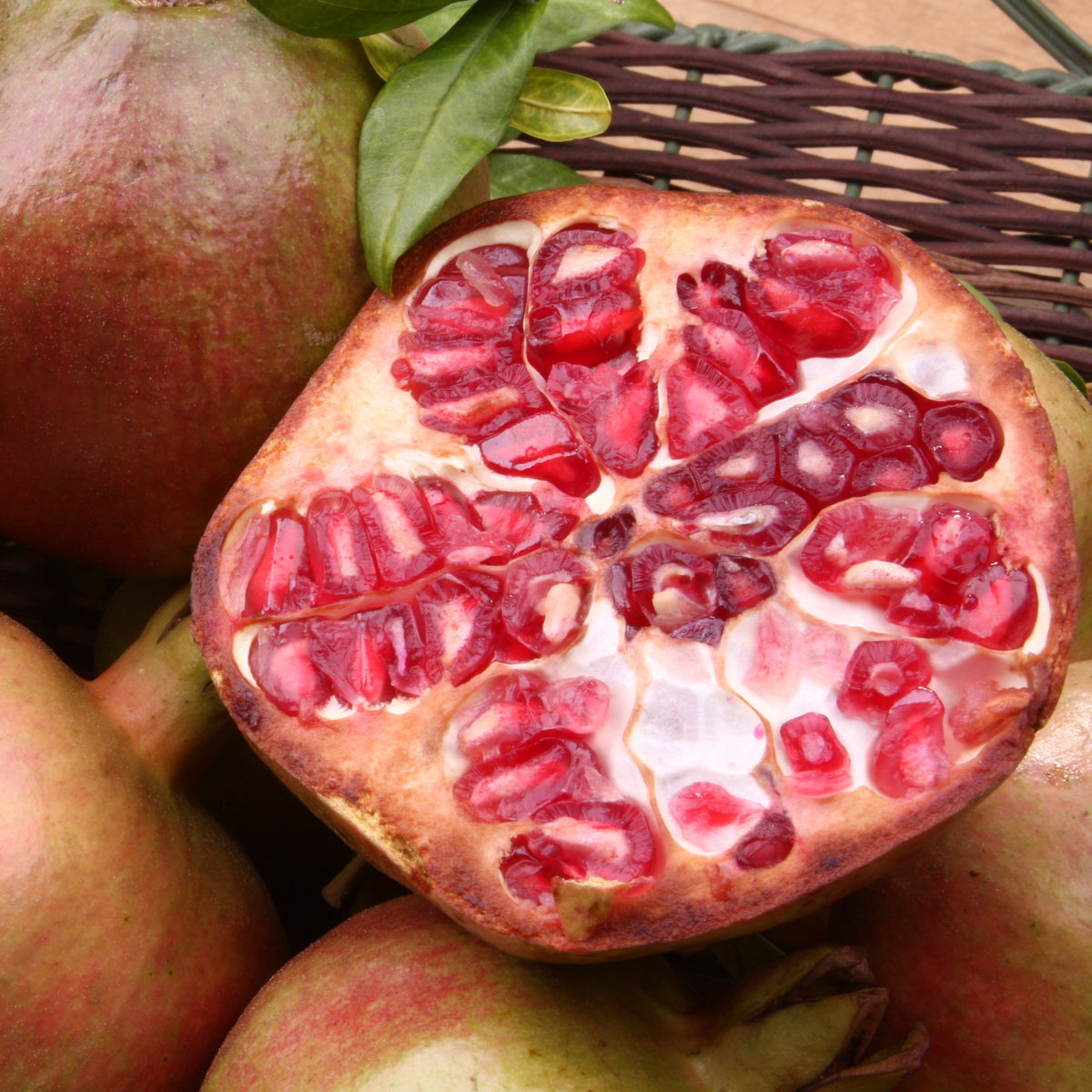 Granatapfel Fina Tendral - Bakker