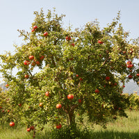 Punica granatum fina tendral - Granatapfel Fina Tendral - Granatapfelbaum