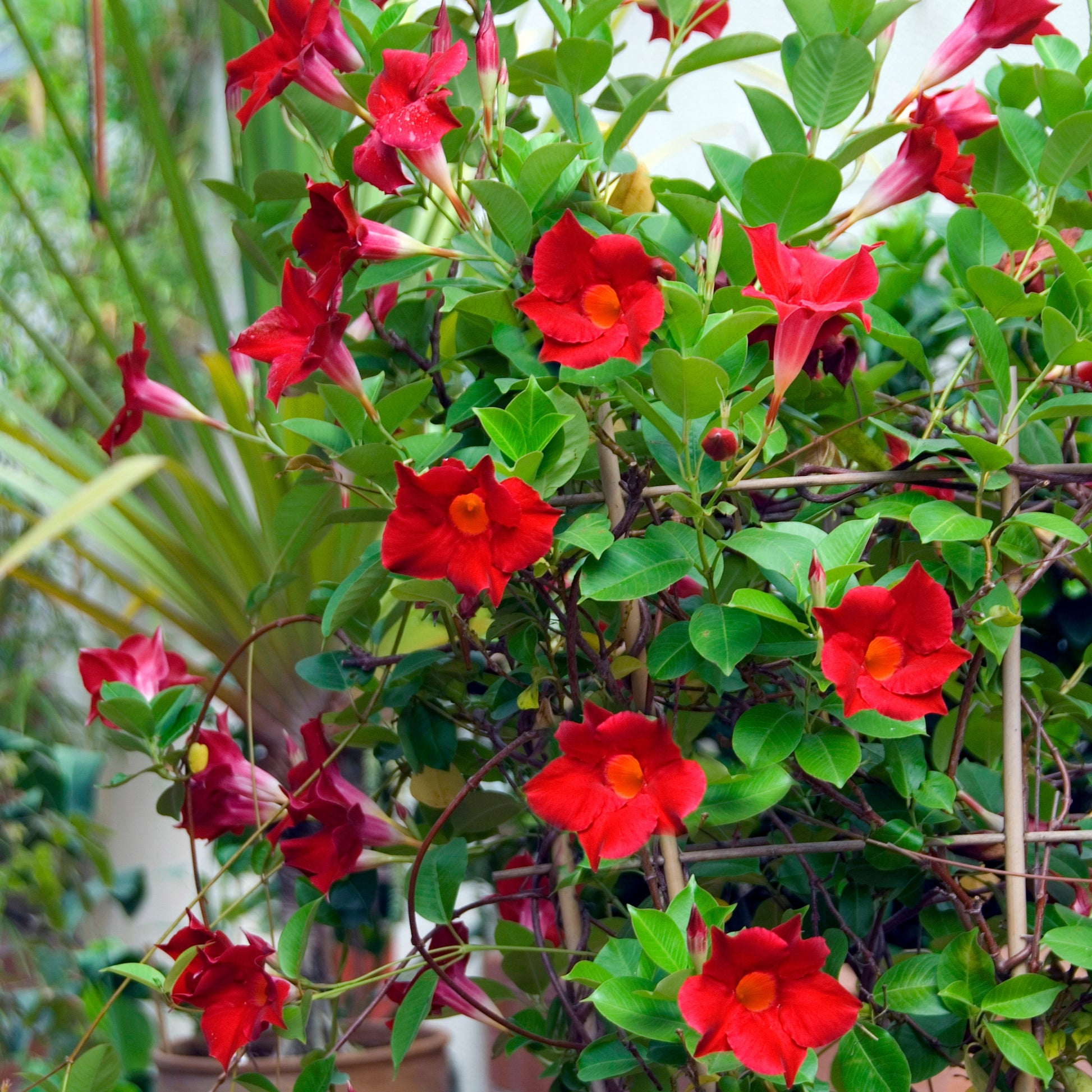 Mandevilla sanderi - Brasilianischer Jasmin - Chilenischer Jasmin - Mandevilla laxa
