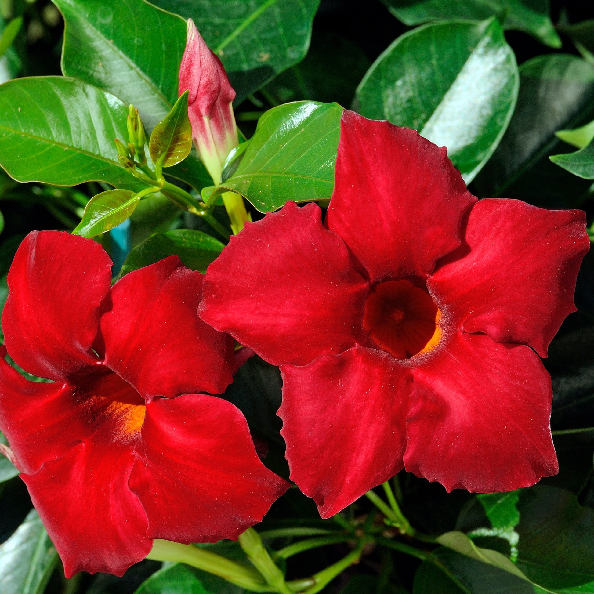 Brasilianischer Jasmin - Mandevilla sanderi - Bakker