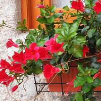 Brasilianischer Jasmin - Bakker