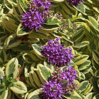 Strauchveronika Variegata - Hebe speciosa 'variegata' - Bakker