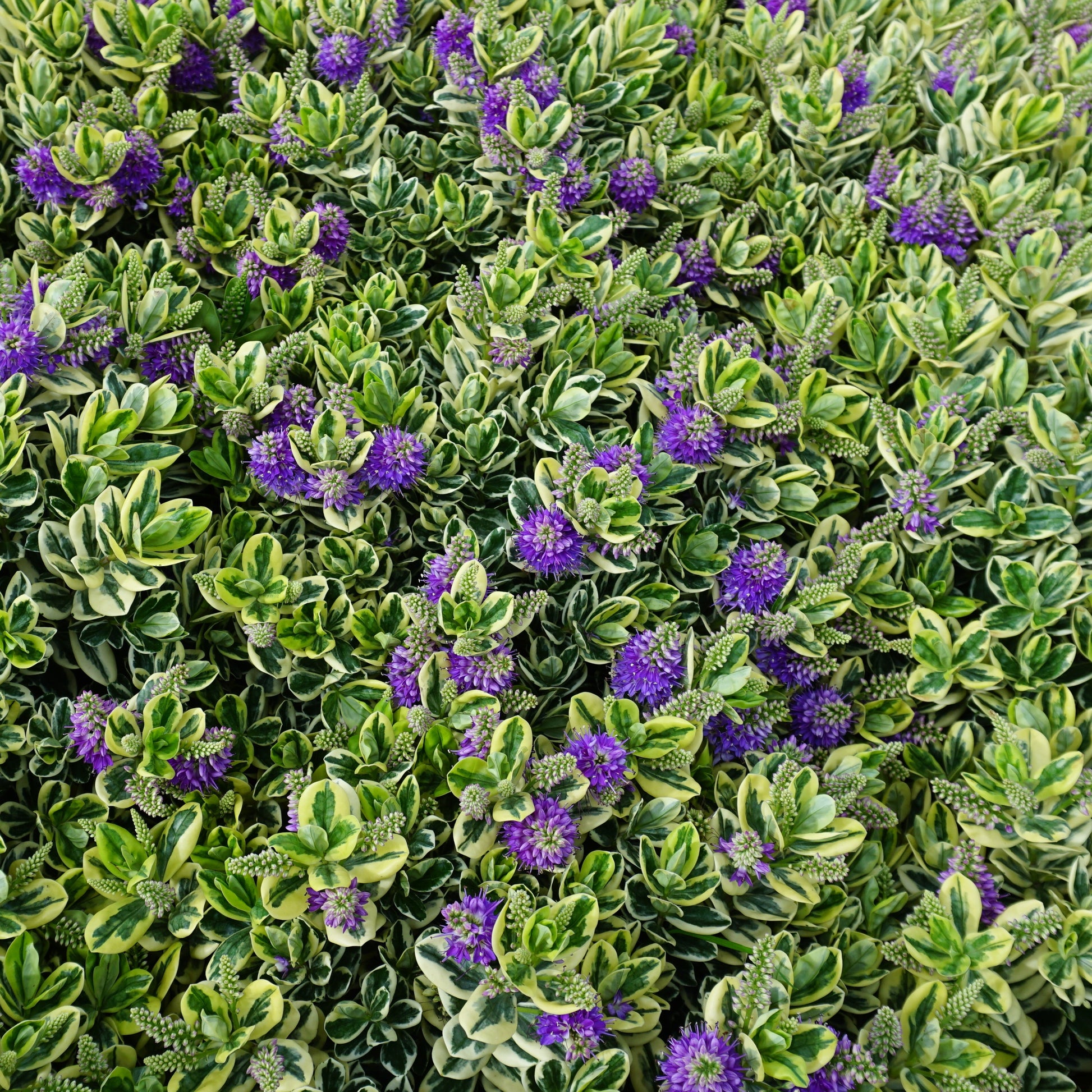 Strauchveronika Variegata - Bakker