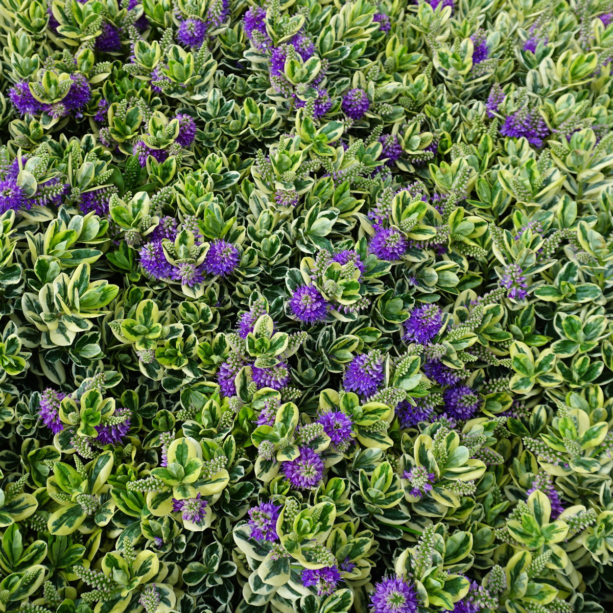 Strauchveronika Variegata - Bakker