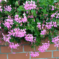 Geranien - Pelargonien - Hängegeranie rosa - Pelargonium peltatum