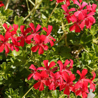 Verkauf Hängegeranie rot - Pelargonium peltatum