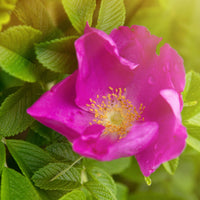 Kartoffelrose ‘Rubra’ - Rosa rugosa rubra - Bakker