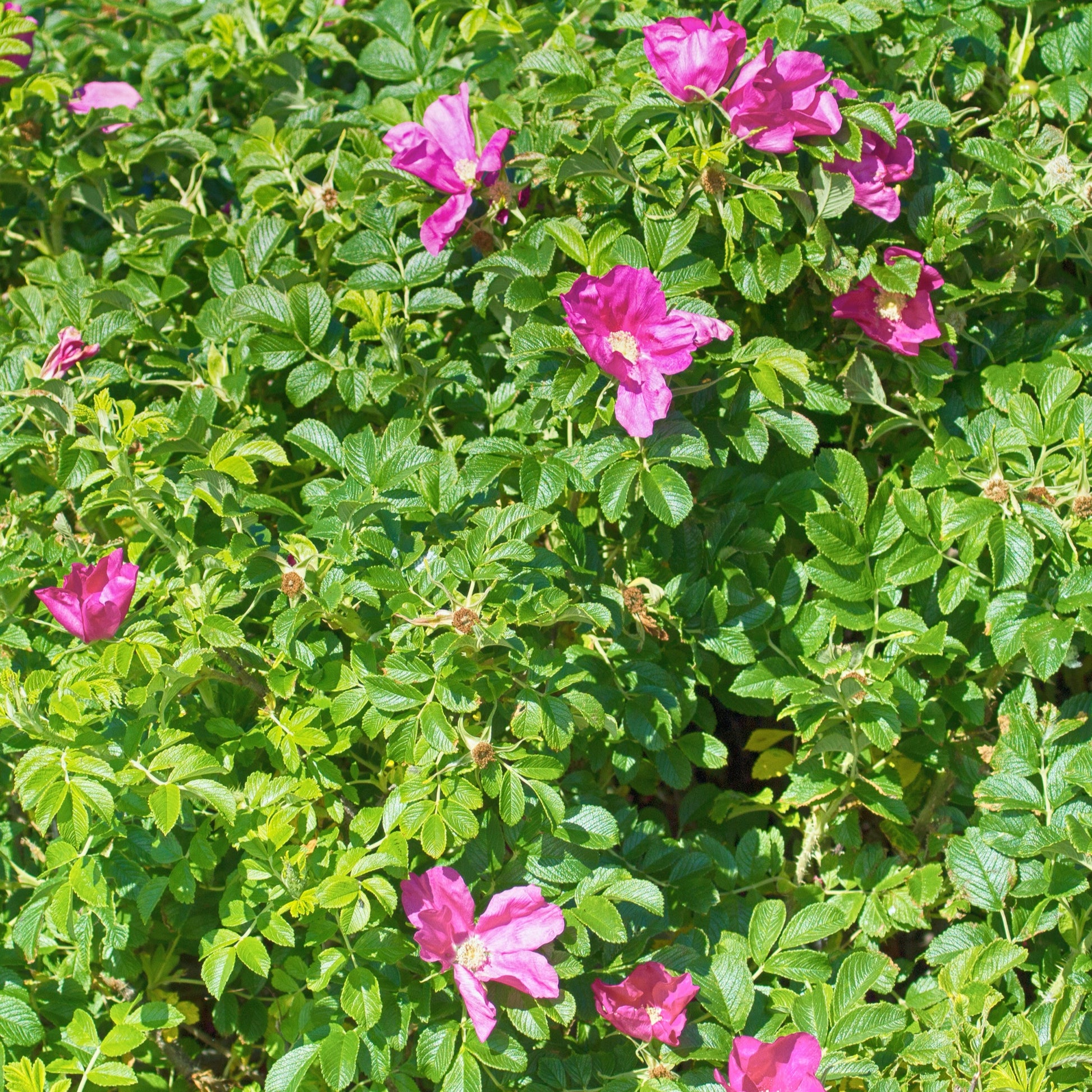 Rosa rugosa rubra - Kartoffelrose ‘Rubra’ - Rosen