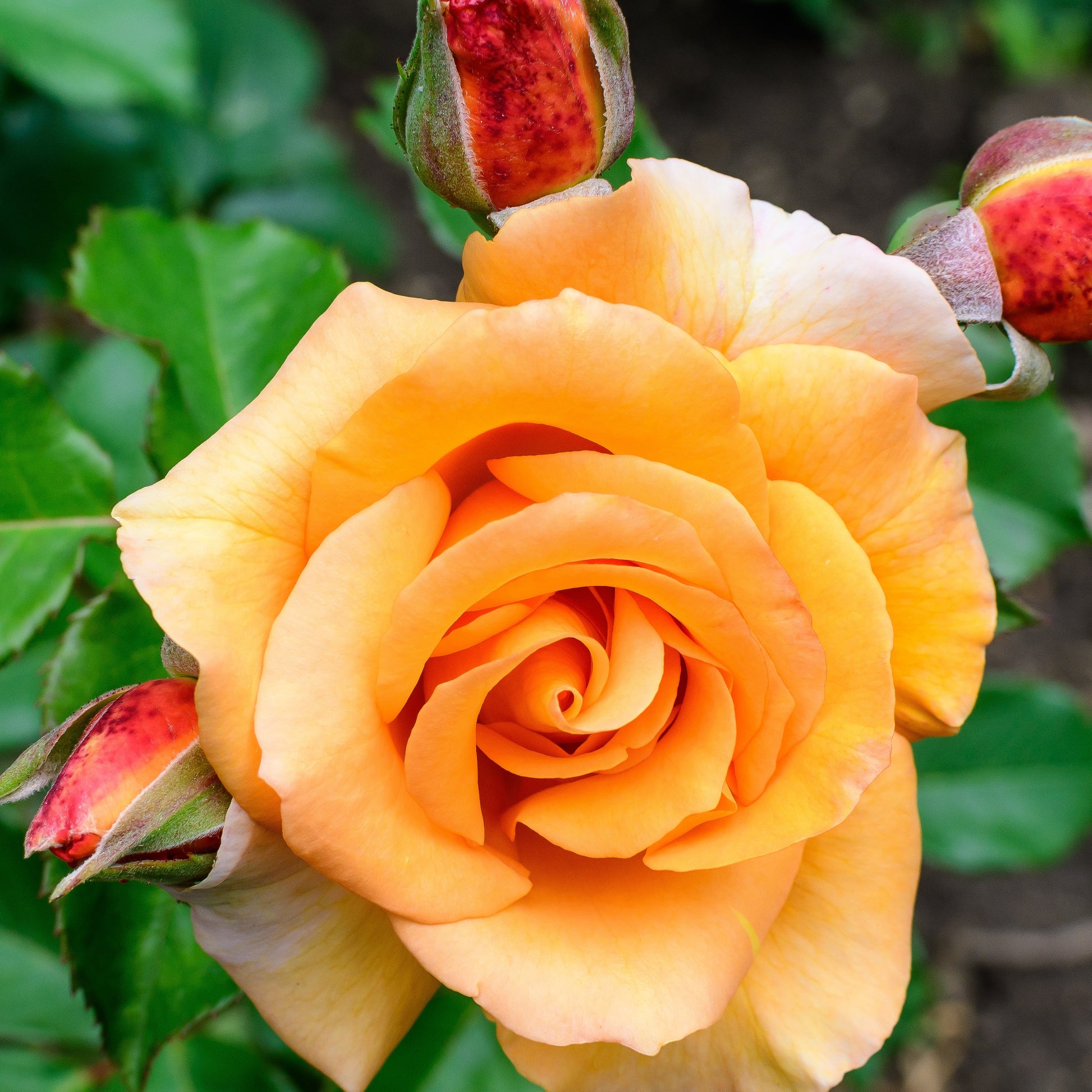 Kletterrose Orange - Bakker
