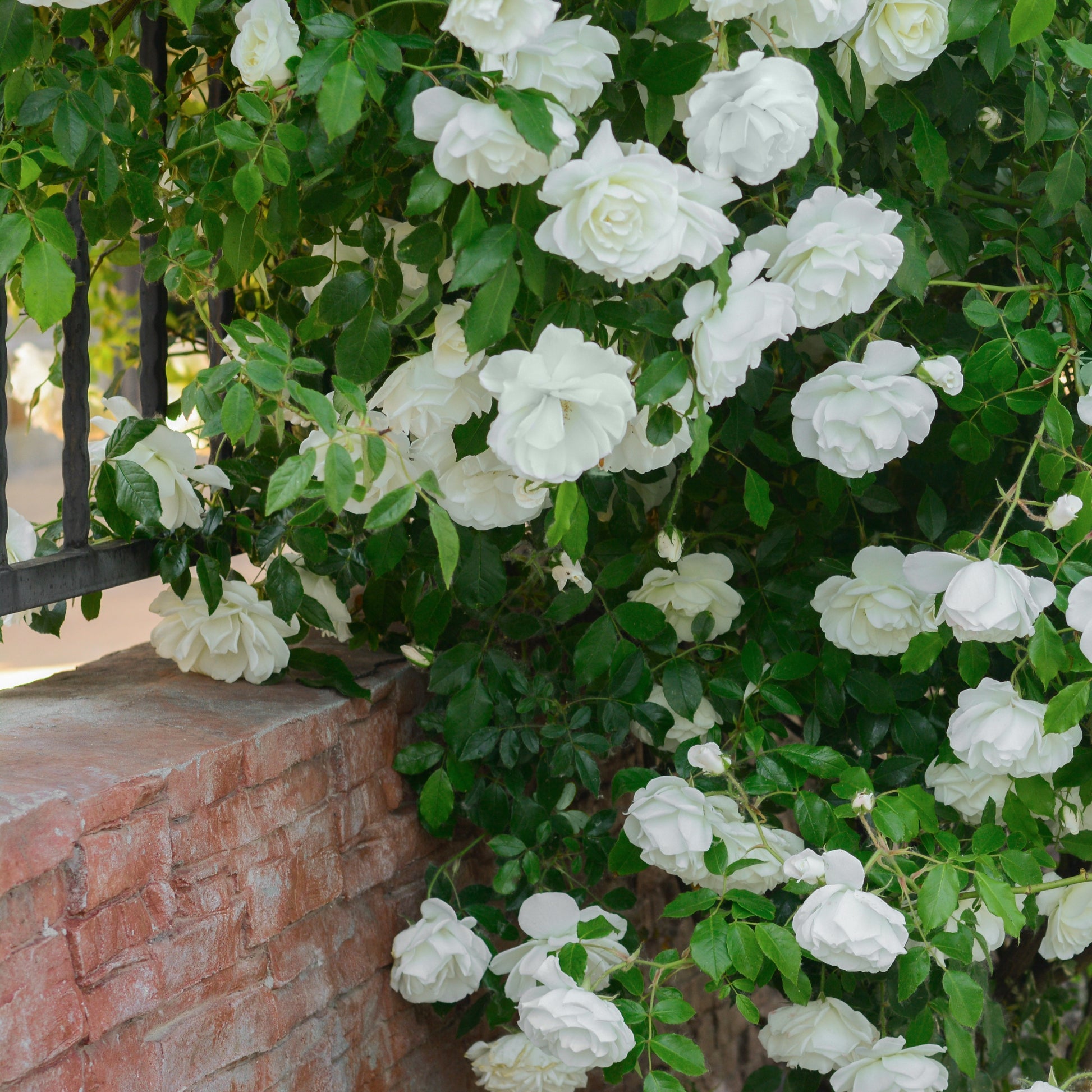 Rosa - Kletterrose weiß - Kletterrosen