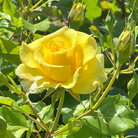 Kletterrose gelb - Bakker
