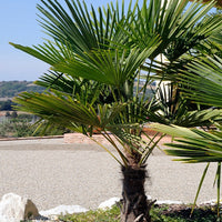 Hanfpalme ‘Wagnerianus’ - Bakker