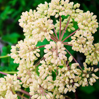 Stauden - Engelwurz - Angelica archangelica