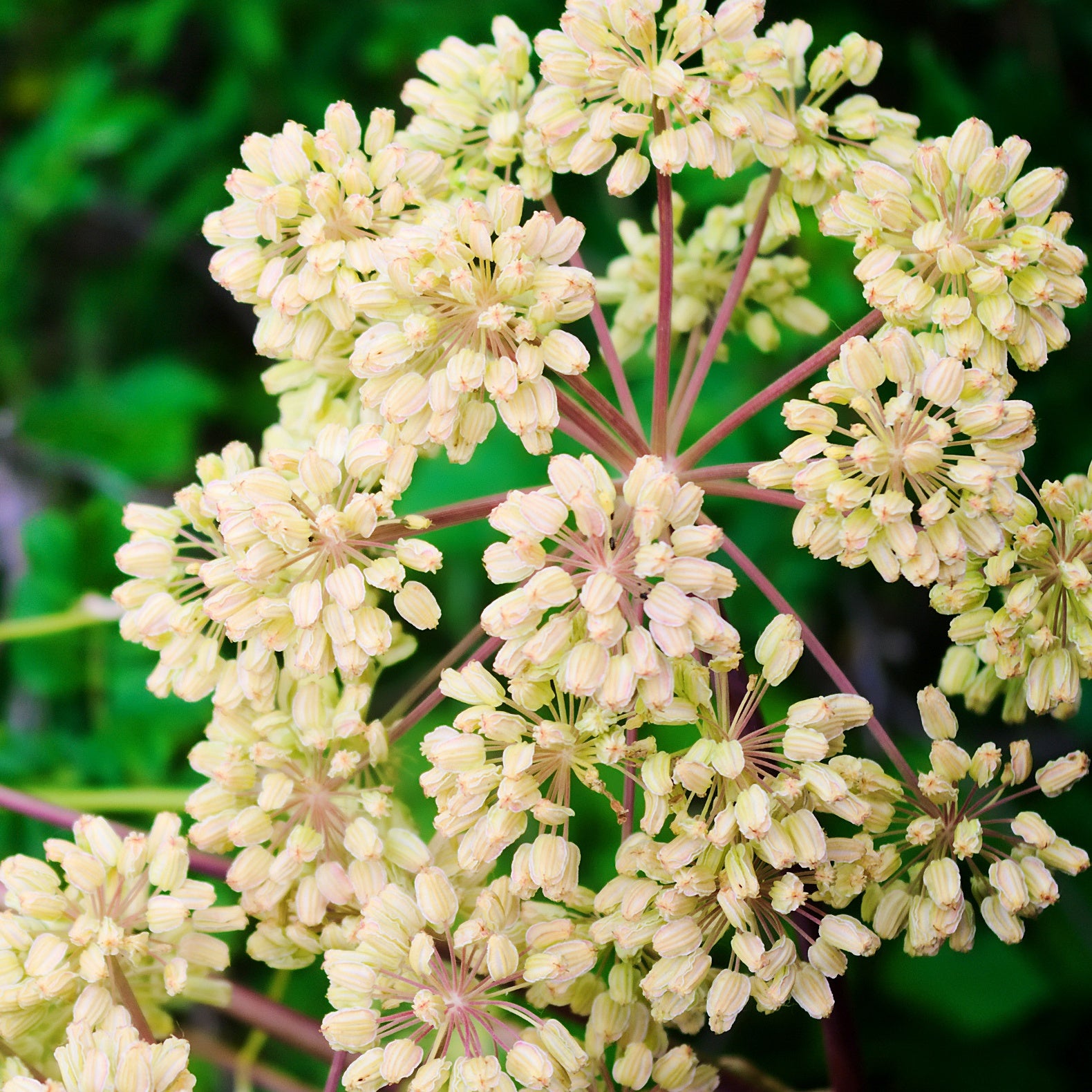 Stauden - Engelwurz - Angelica archangelica