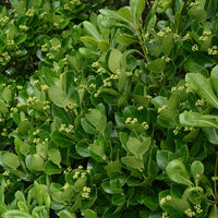 Euonymus japonicus - Japanischer Spindelstrauch - Sträucher