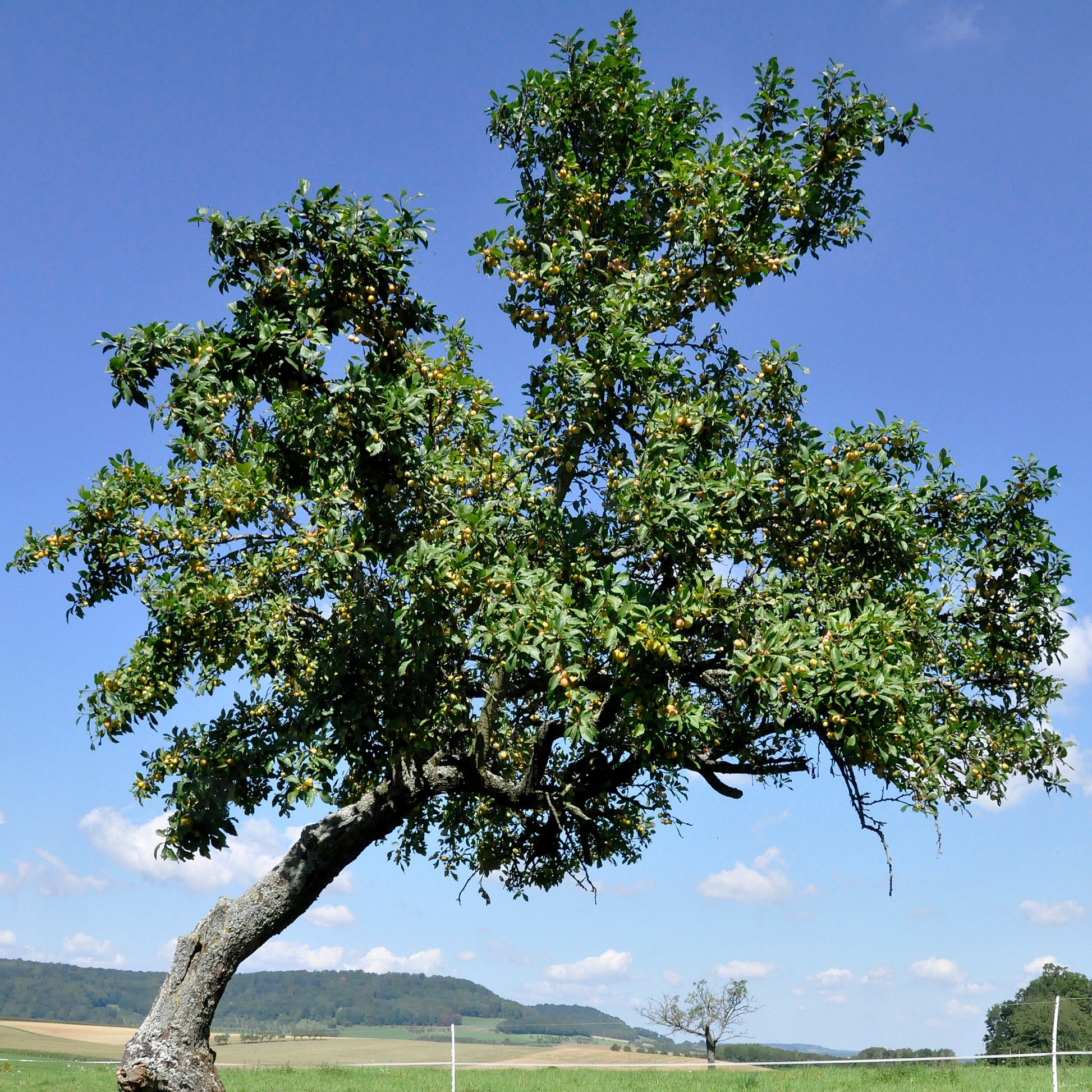 Pflaume ‘Reine-Claude d’Oullins’ - Prunus domestica Reine-Claude d'Oullins - Bakker