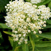 Seidenpflanze ‘Ice Ballet’ (x3) - Bakker