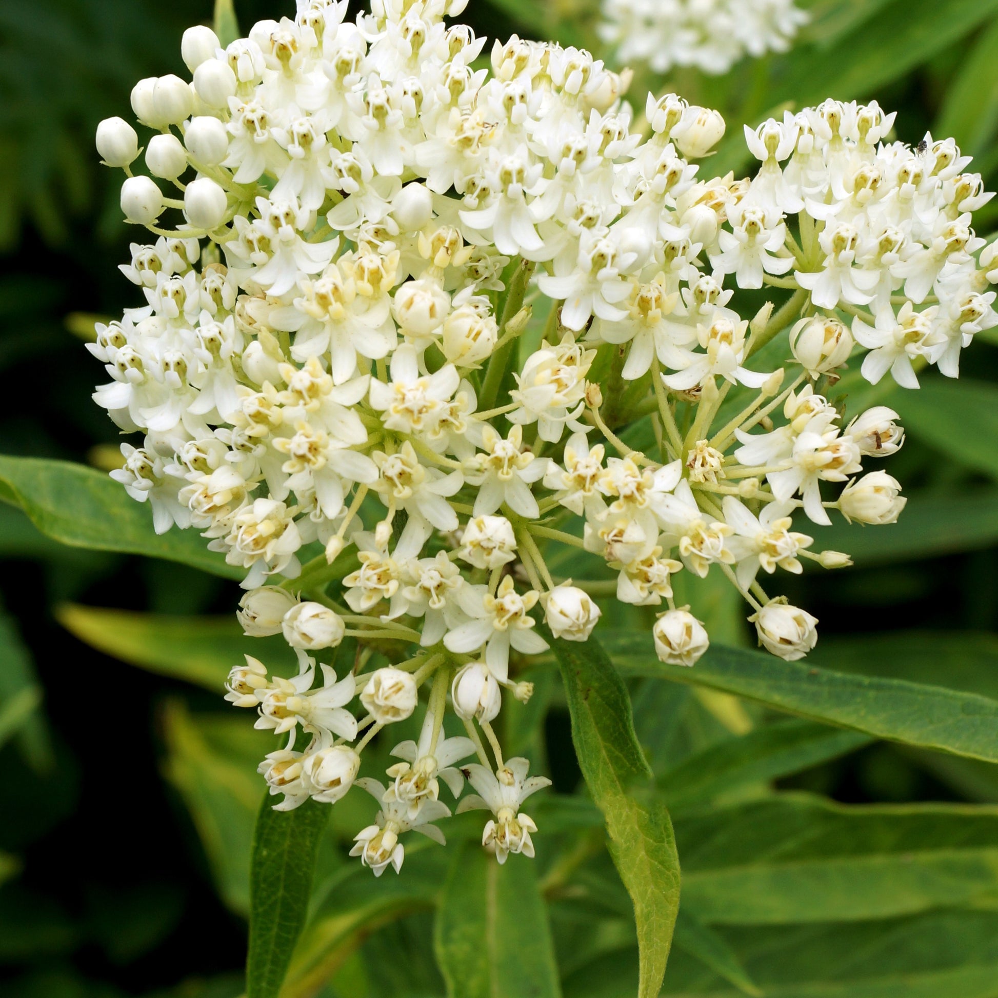 Seidenpflanze ‘Ice Ballet’ (x3) - Bakker
