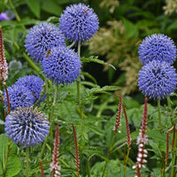 Kugeldistel ‘Veitch’s Blue’ - Echinops ritro Veitch's Blue - Bakker