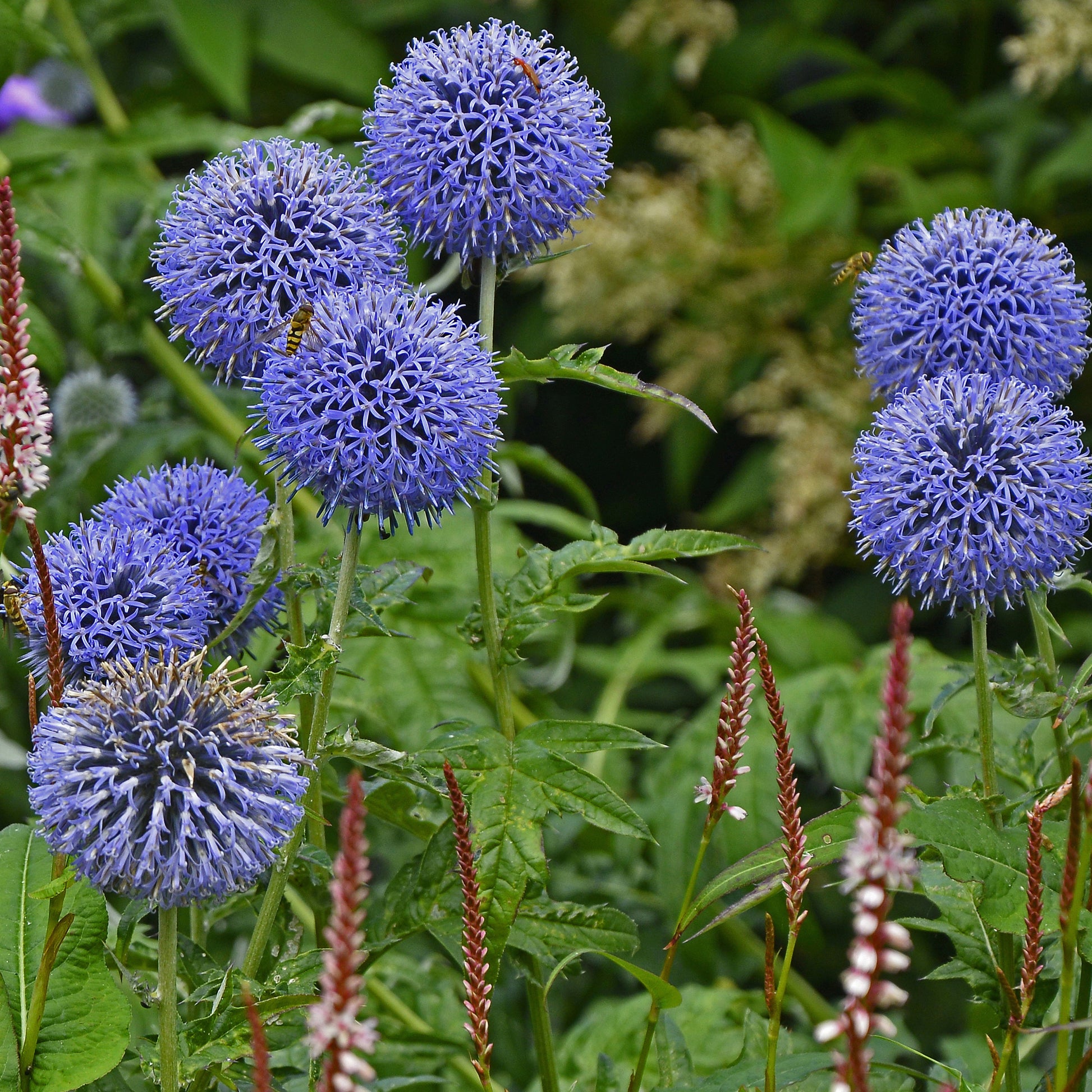 Kugeldistel ‘Veitch’s Blue’ - Echinops ritro Veitch's Blue - Bakker