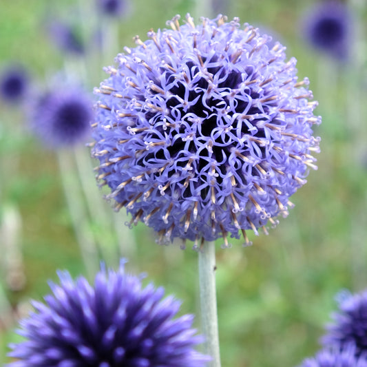 Kugeldistel ‘Veitch’s Blue’ - Bakker