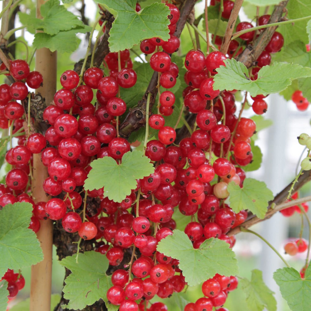 Obst-Kollektion Beerenfrüchte (x9) - Rubus idaeus 'sumo 2', ribes rubrum 'rovada', frag - Bakker