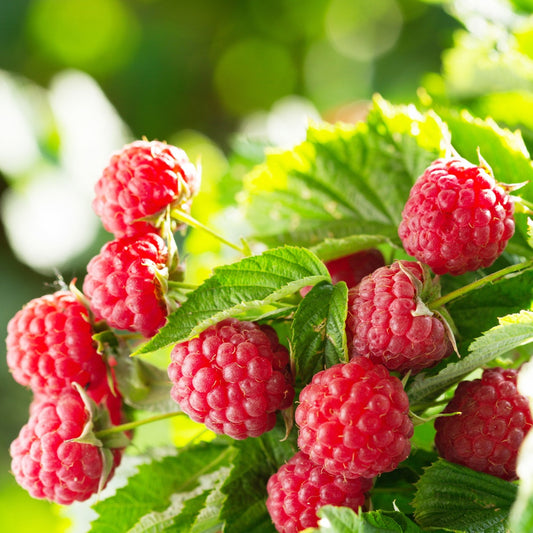 Himbeere ‘Aroma Queen’® - Bakker