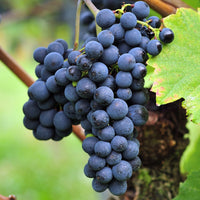 Weinrebe ‘Triomphe d’Alsace’ - Bakker