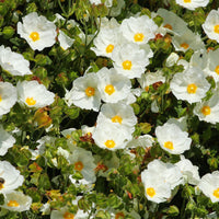 Salbeiblättrige Zistrose - Cistus salviifolius - Bakker