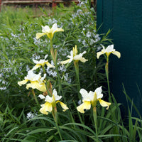Sibirische Schwertlilie Butter and Sugar - Iris sibirica 'butter and sugar' - Bakker